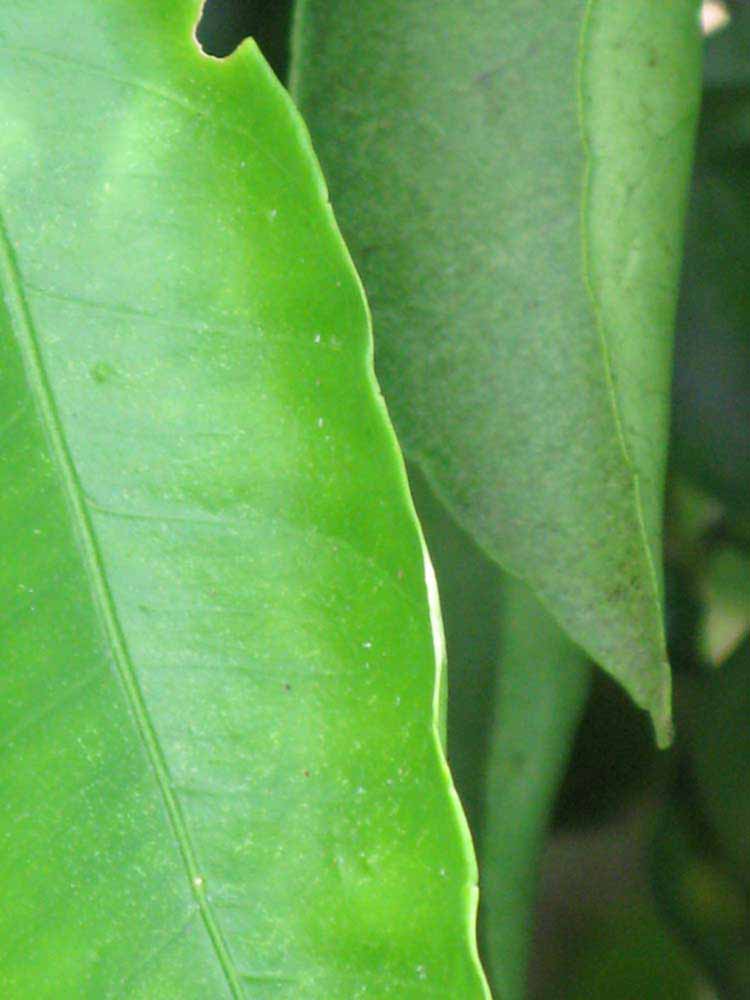              Margin (Winter Haven, FL)       